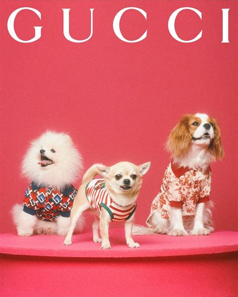 gucci pet heren limited edition|Gucci dog clothing.